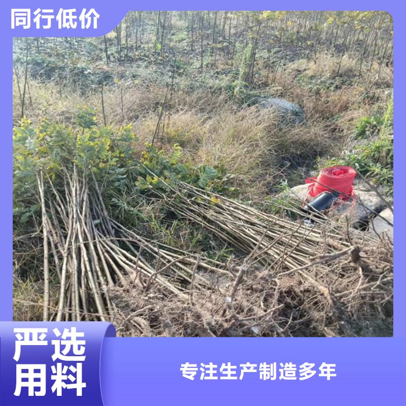 碧根果,【樱桃苗】匠心工艺