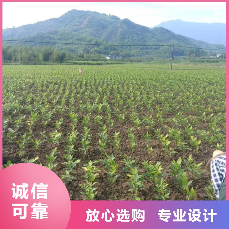碧根果苹果苗随心所欲定制
