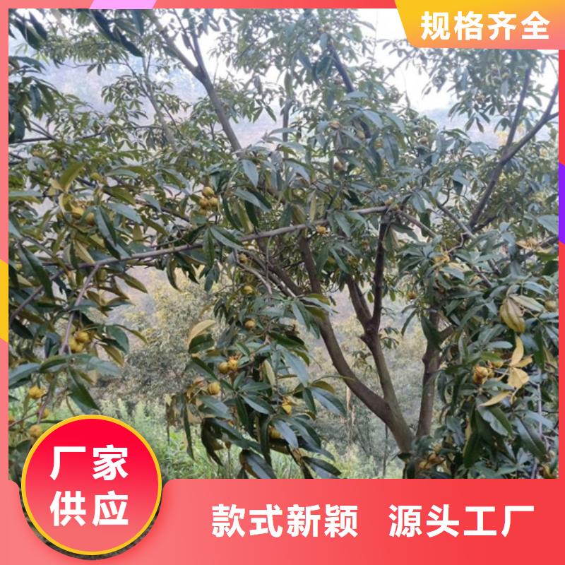 碧根果苹果苗源头厂源头货
