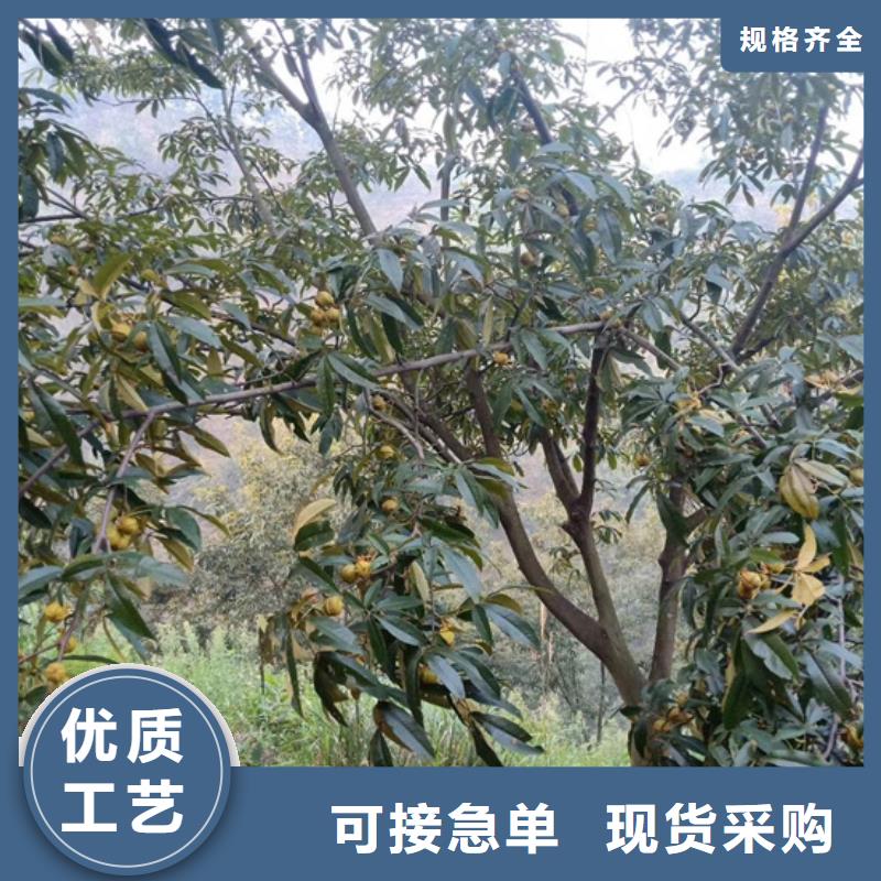 碧根果苹果苗用心服务