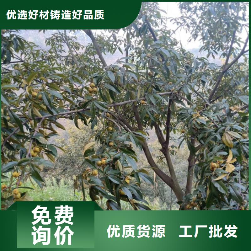 碧根果蓝莓苗专注细节使用放心