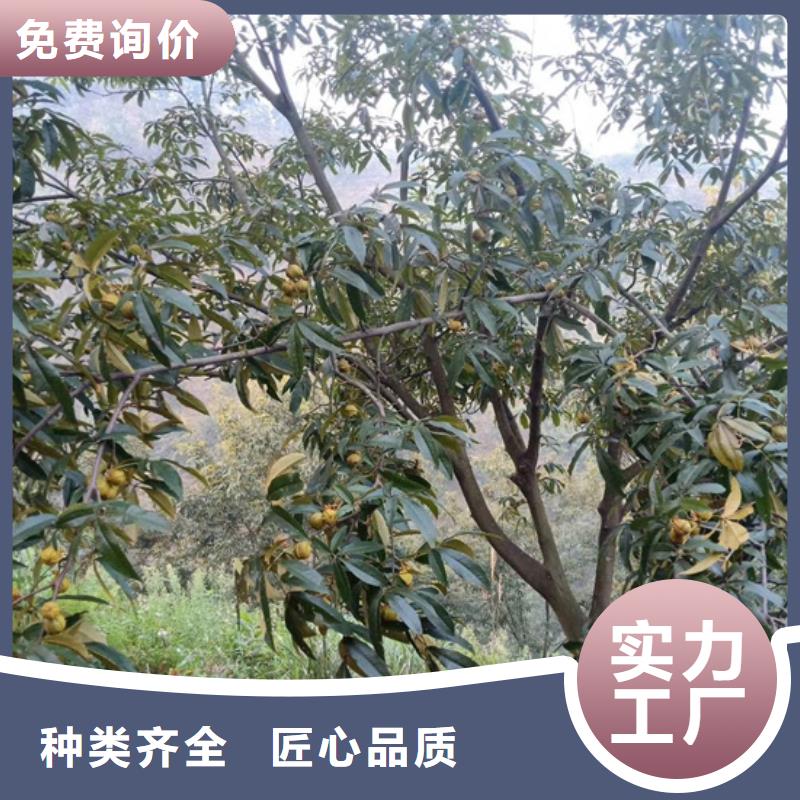 【碧根果桃树苗设备齐全支持定制】