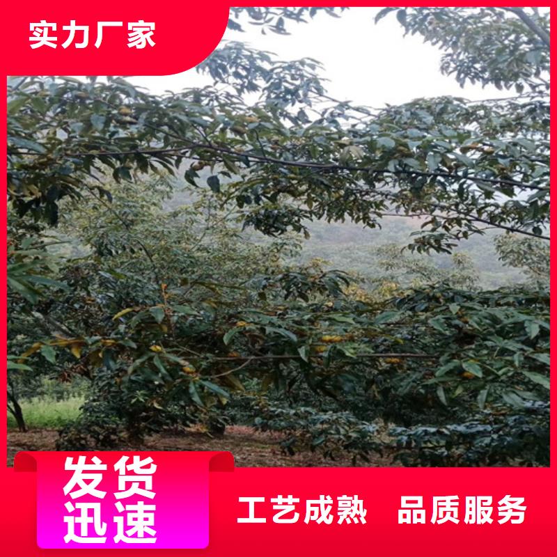 碧根果桃树苗N年专注