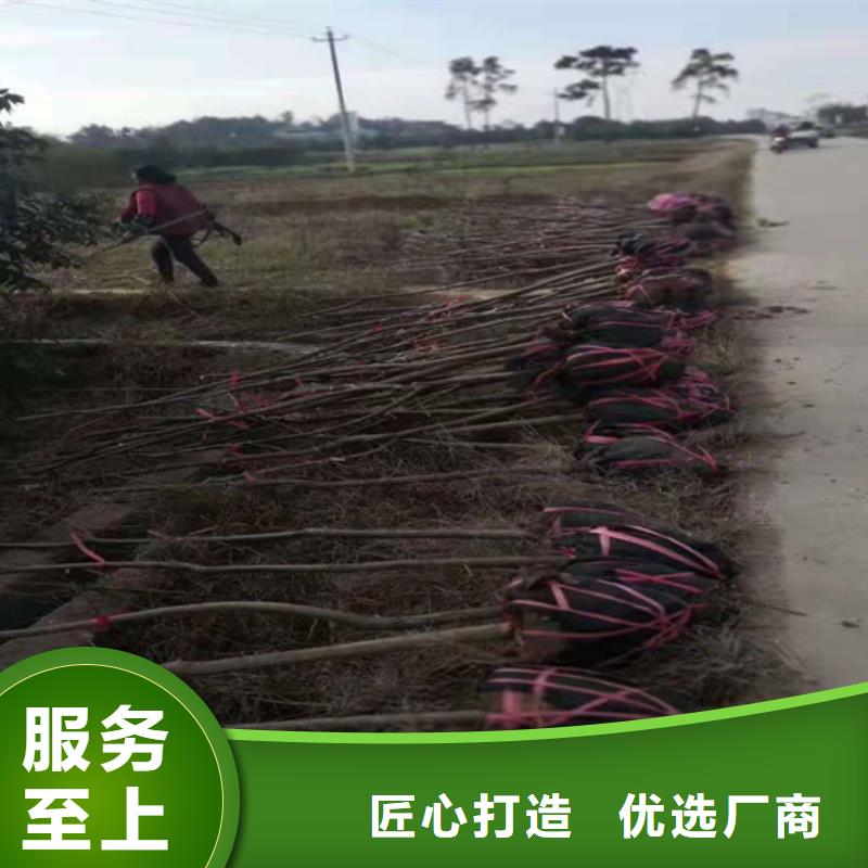碧根果苹果苗源头厂源头货