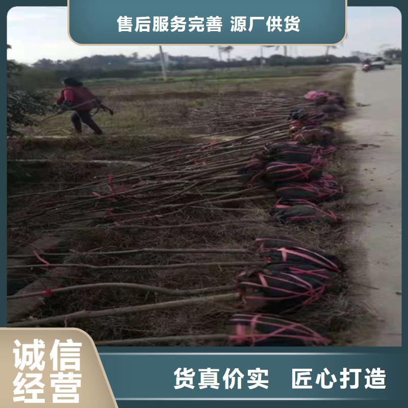 【碧根果桃树苗设备齐全支持定制】