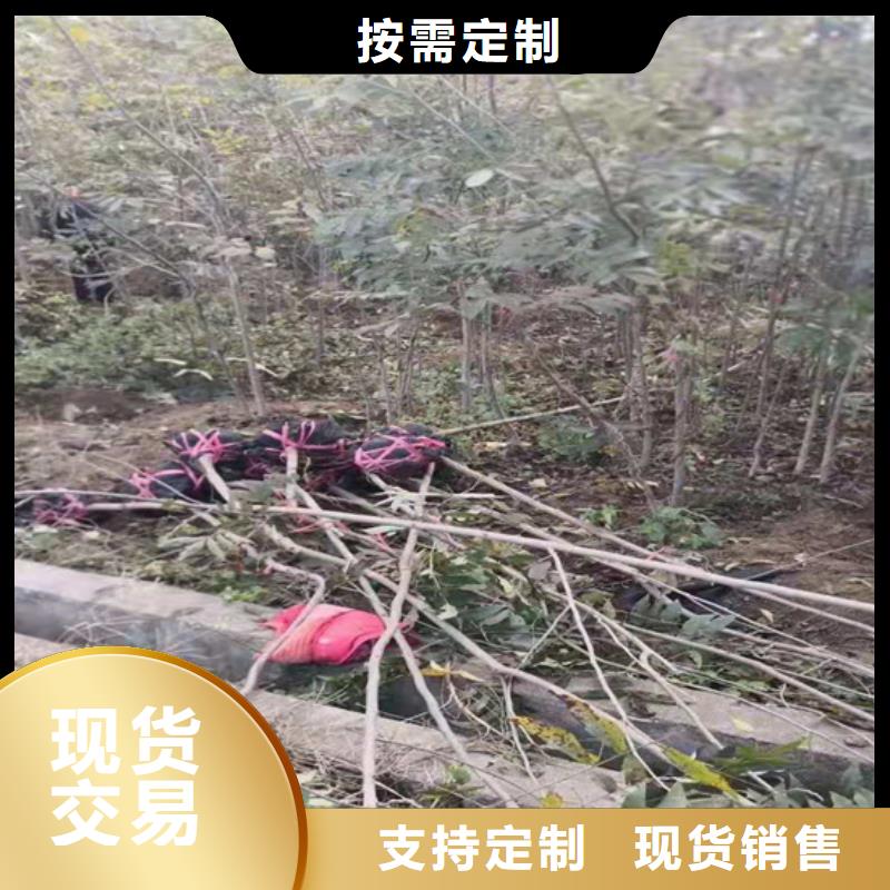 【碧根果桃树苗设备齐全支持定制】
