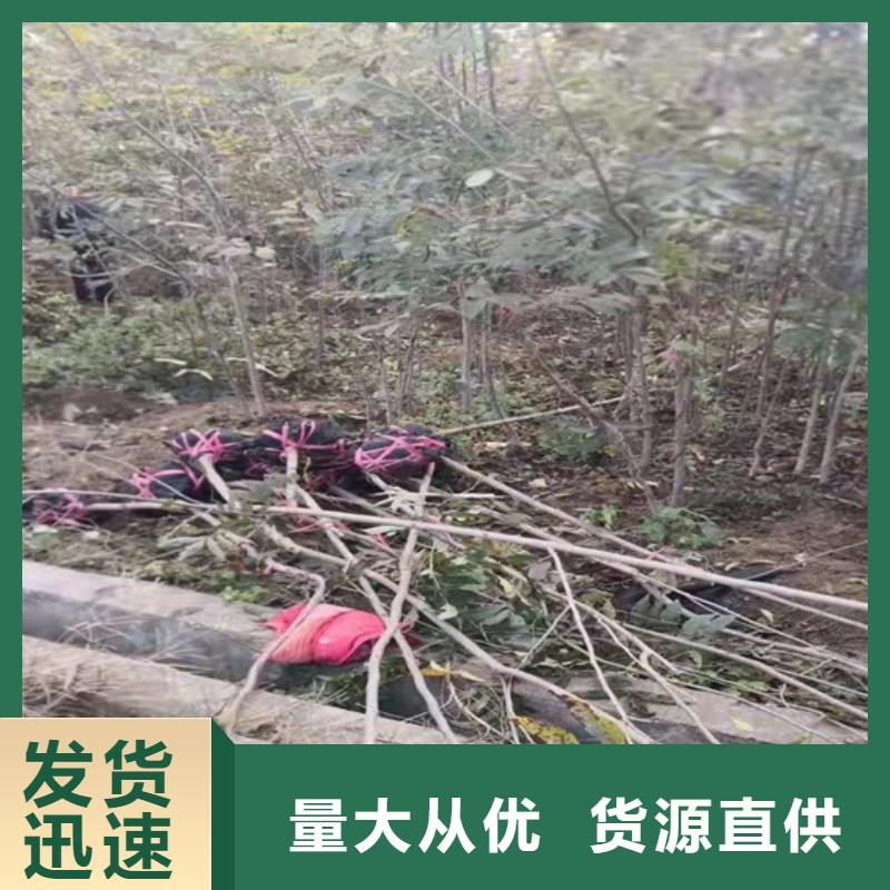 【碧根果杏树苗多年行业积累】