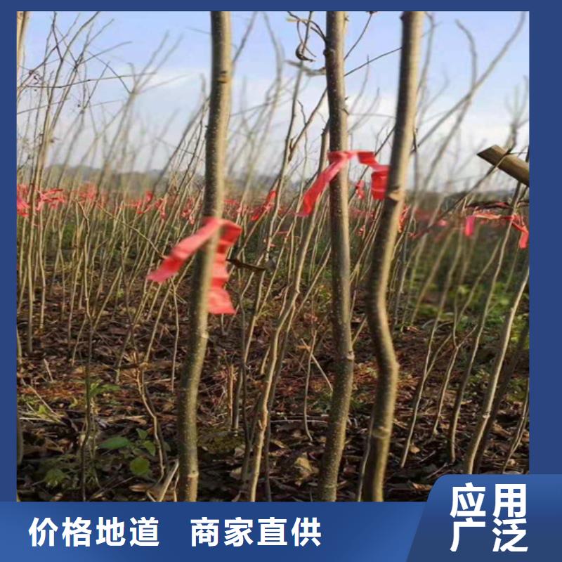 碧根果无花果苗检验发货