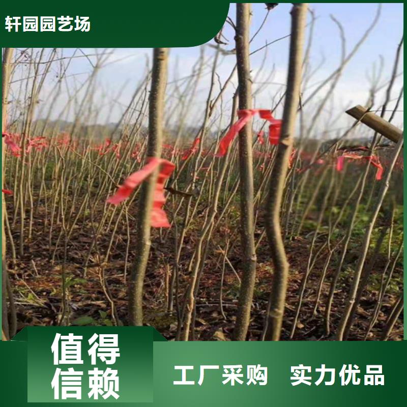 碧根果-桃树苗现货充足量大优惠