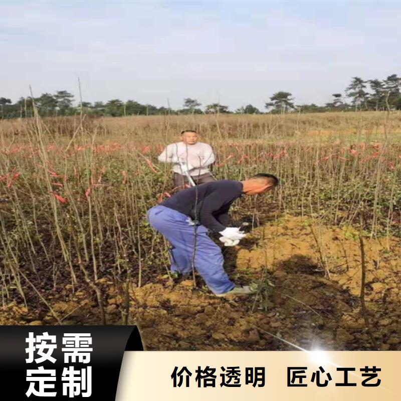 碧根果苹果苗随心所欲定制