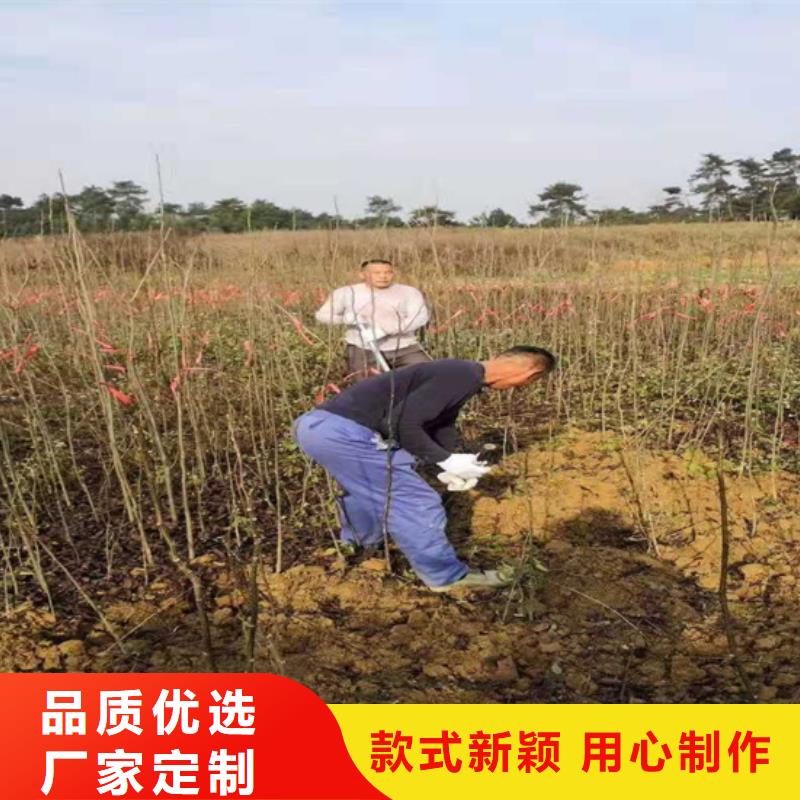 碧根果3公分软籽石榴苗匠心打造
