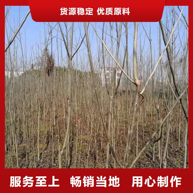 碧根果【樱桃苗】自产自销