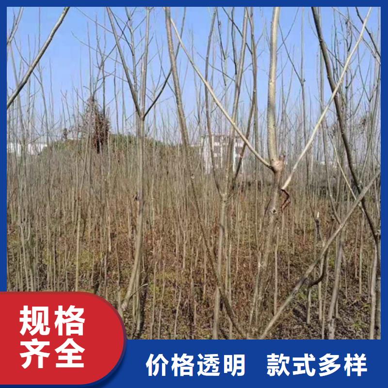 碧根果【苹果苗】一对一为您服务