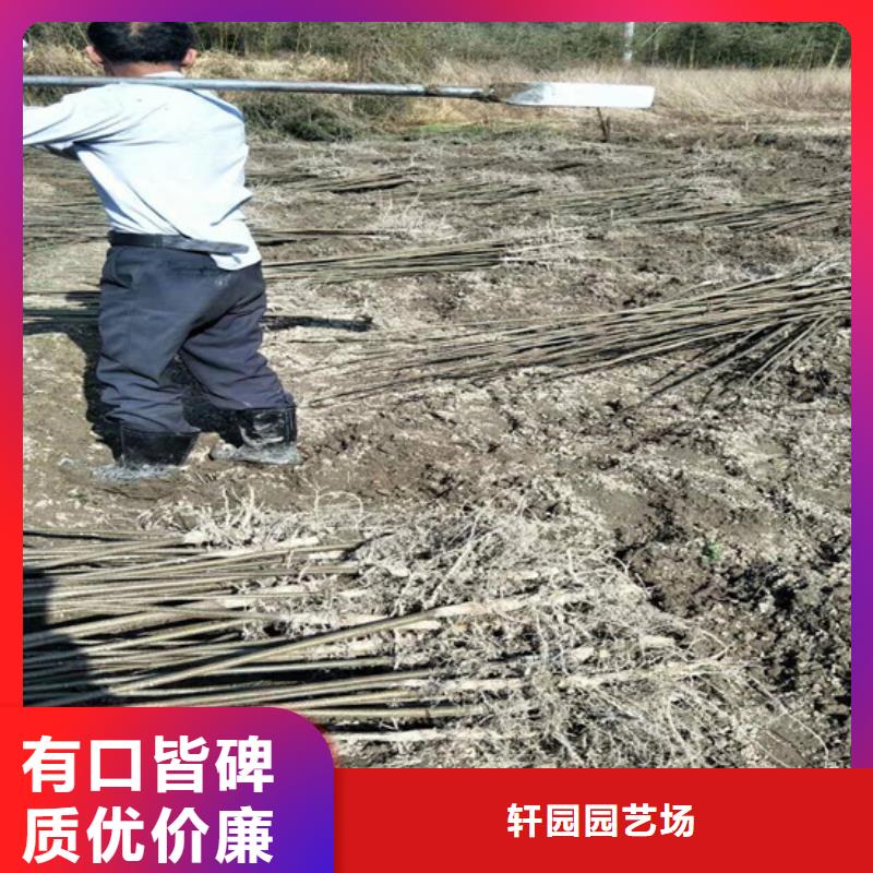 碧根果樱桃苗厂家直销售后完善