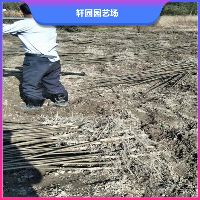 碧根果西瓜苗实力商家供货稳定