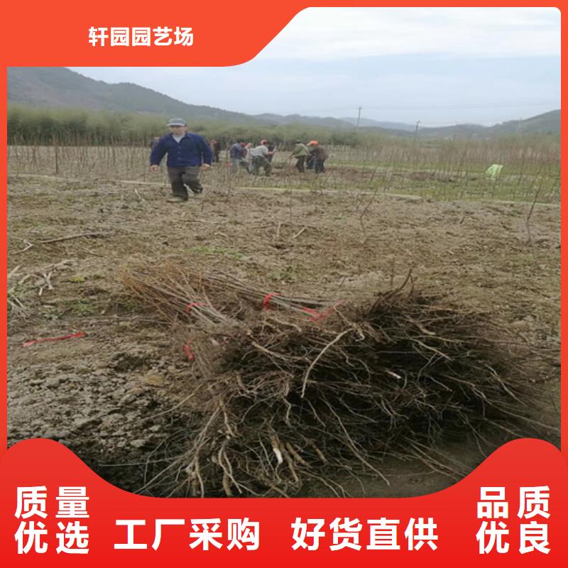 碧根果西瓜苗工艺成熟