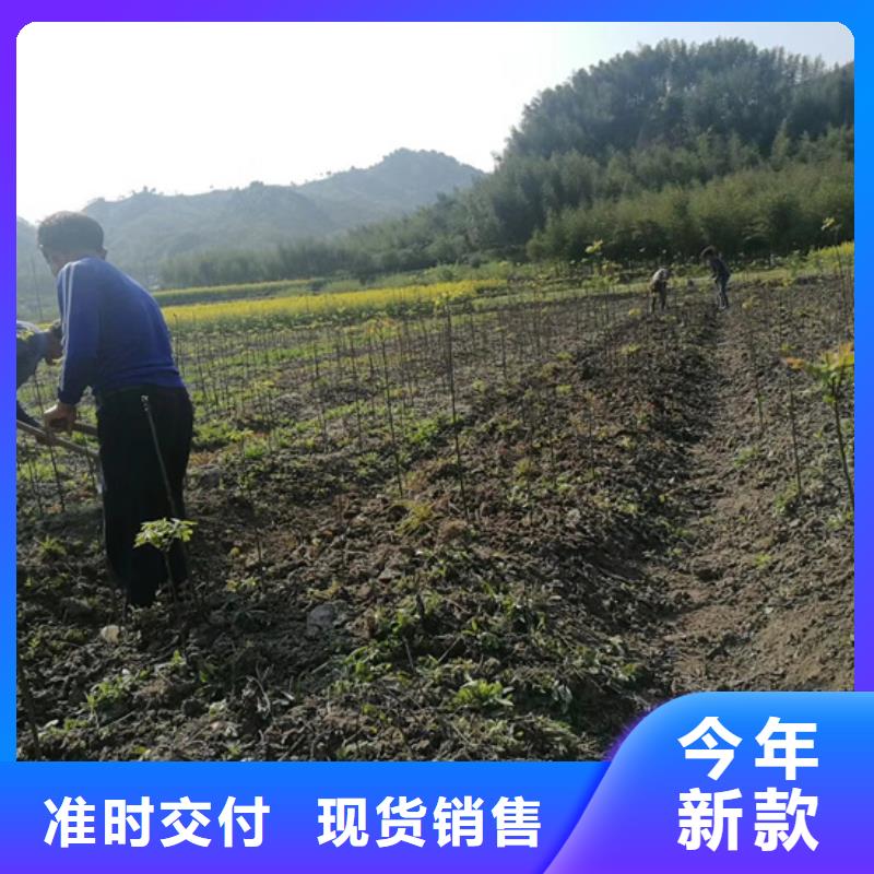 【碧根果桃树苗设备齐全支持定制】