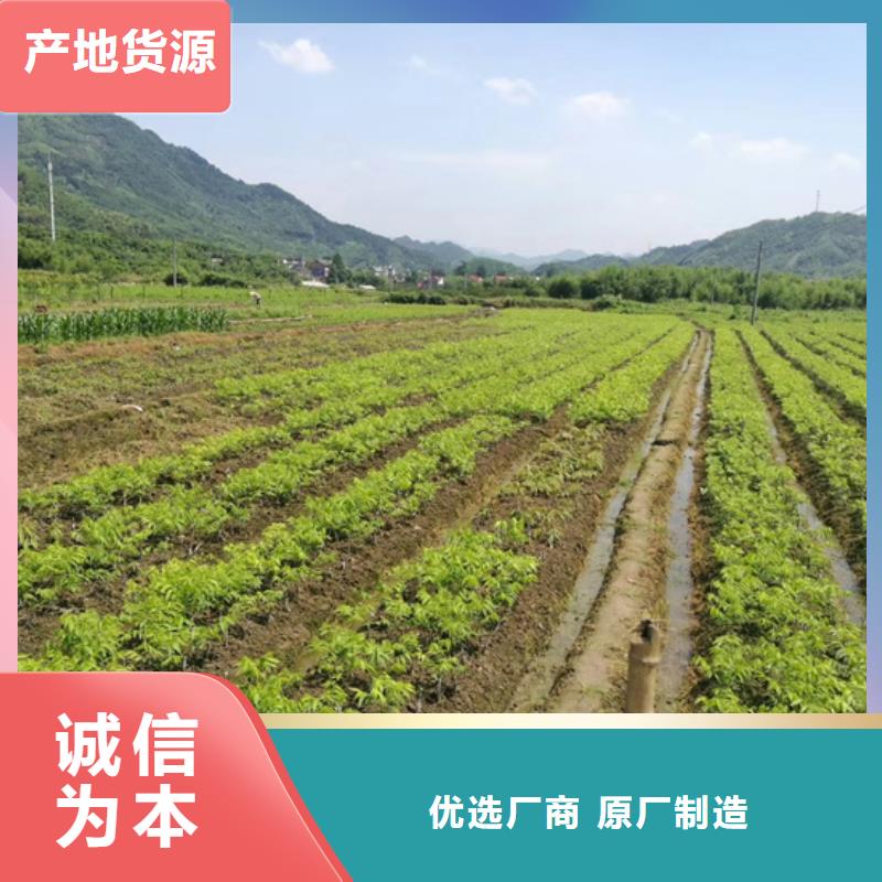 碧根果无花果苗价格实惠工厂直供