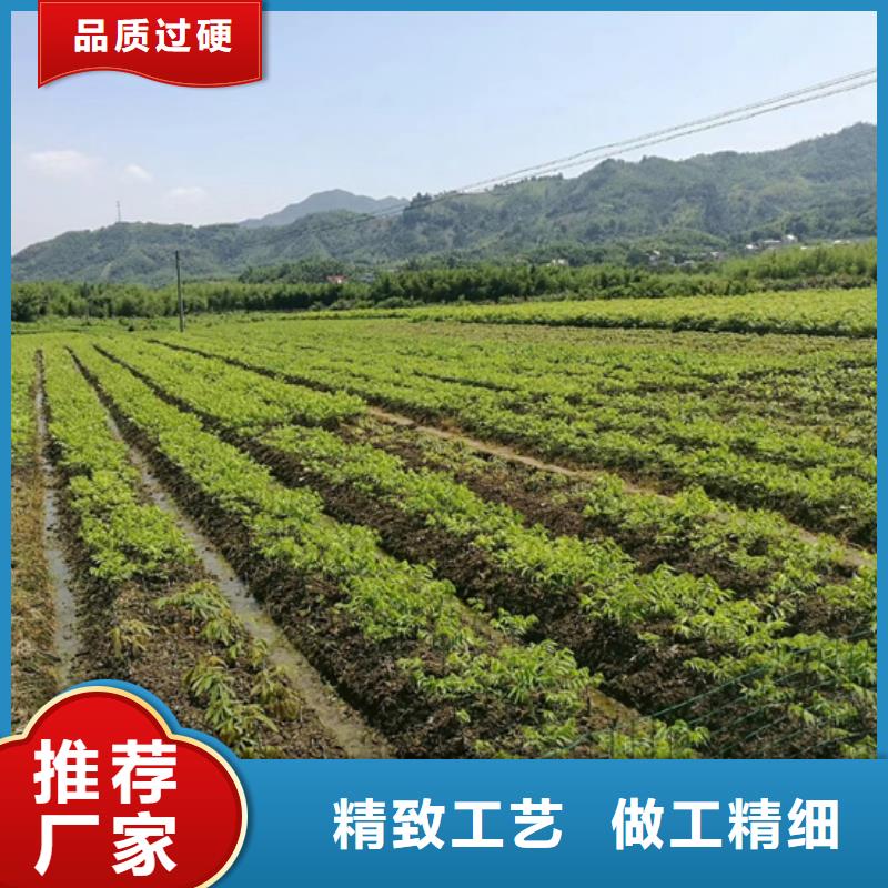 碧根果_【梨树苗】支持定制