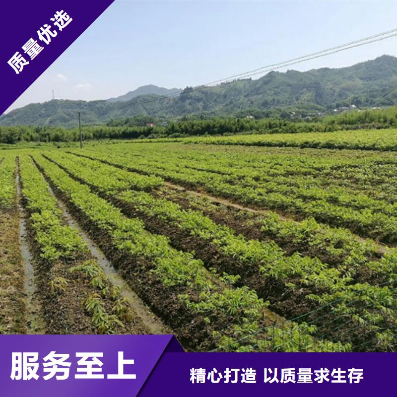 碧根果,【无花果苗】从源头保证品质