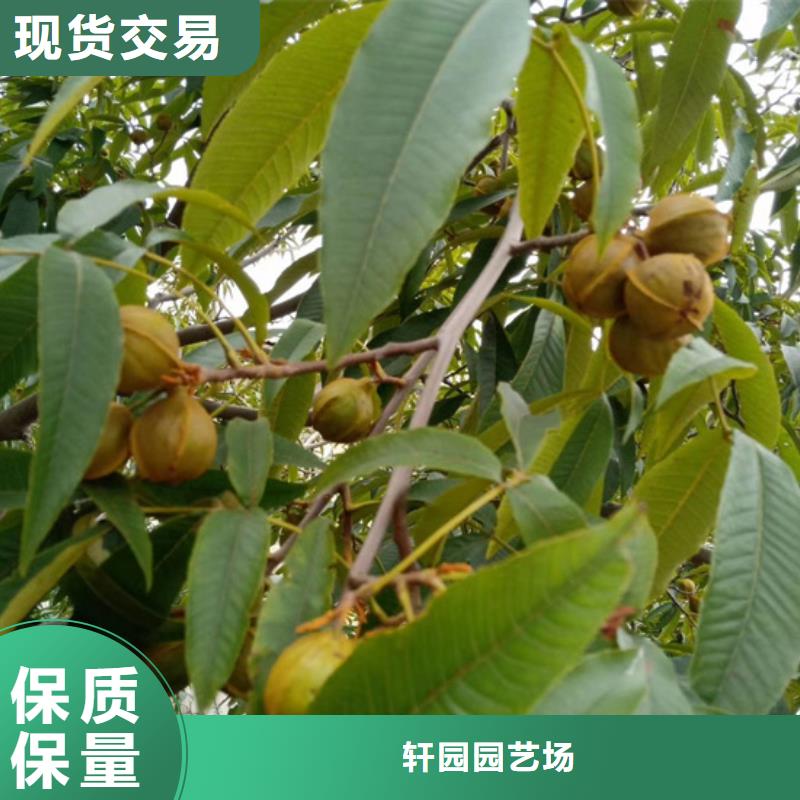 碧根果无花果苗价格实惠工厂直供