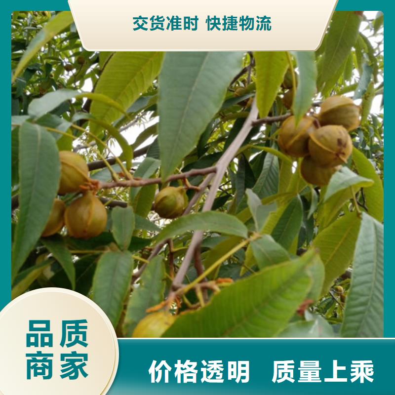 碧根果苹果苗源头厂源头货