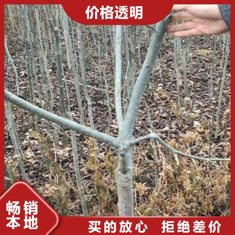 碧根果无花果苗检验发货