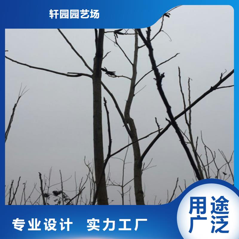 碧根果樱桃苗热销产品