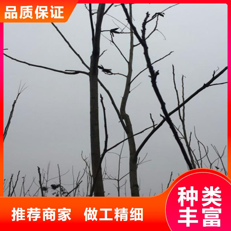 【碧根果桃树苗设备齐全支持定制】