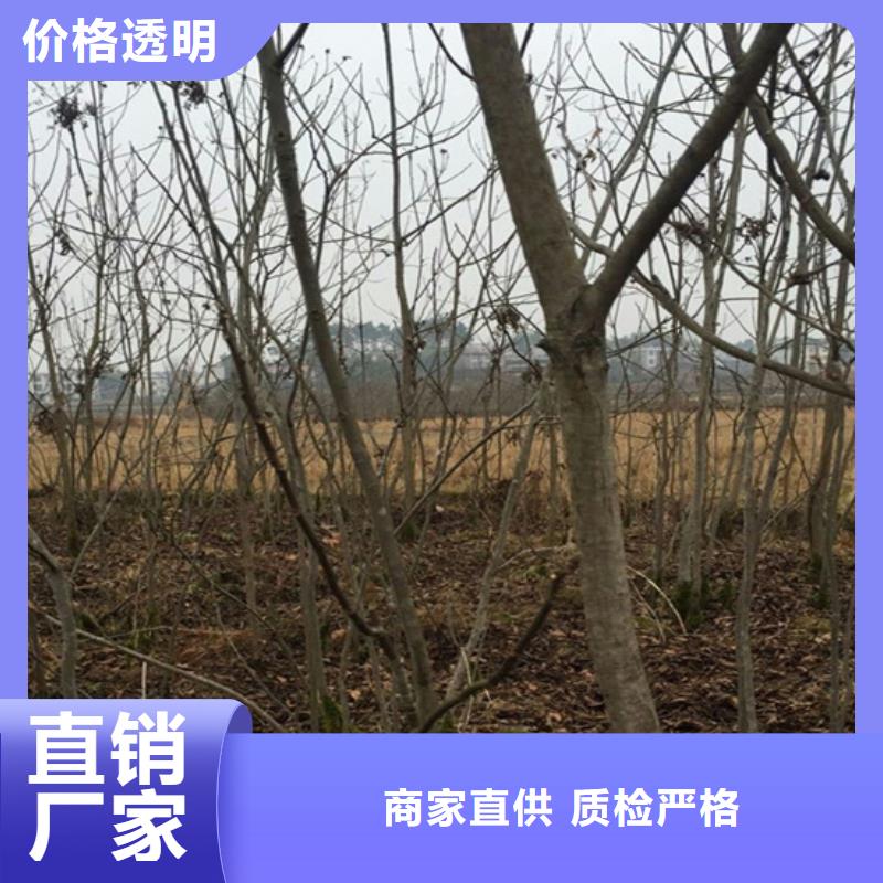 碧根果石榴树保质保量