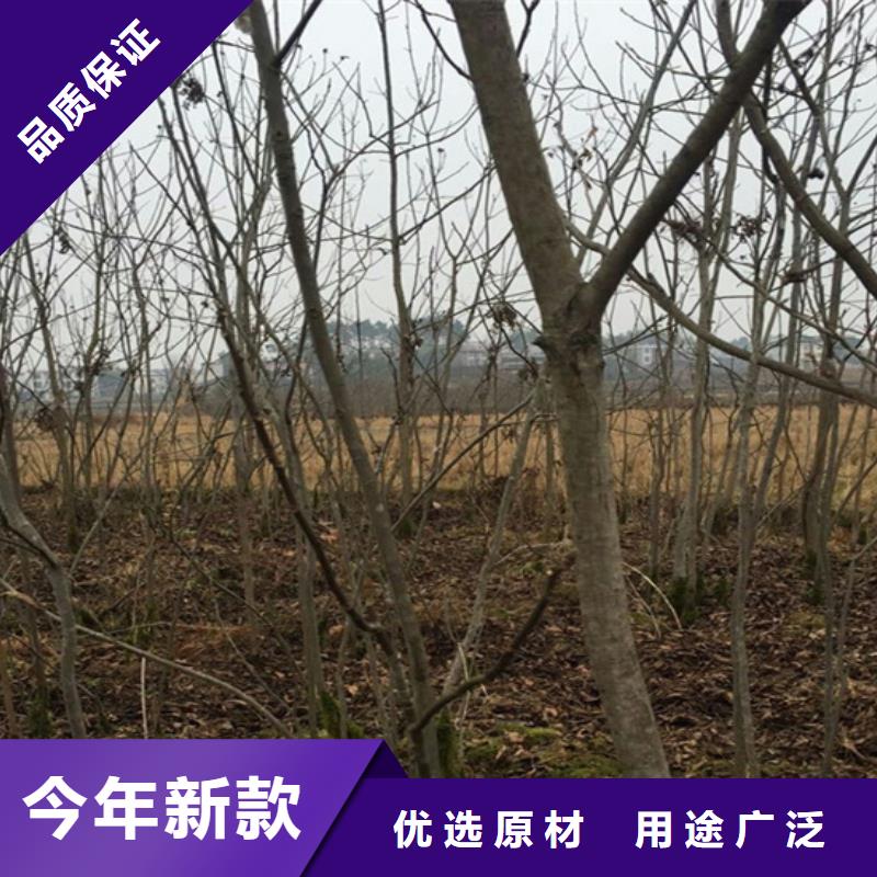 碧根果,【无花果苗】从源头保证品质