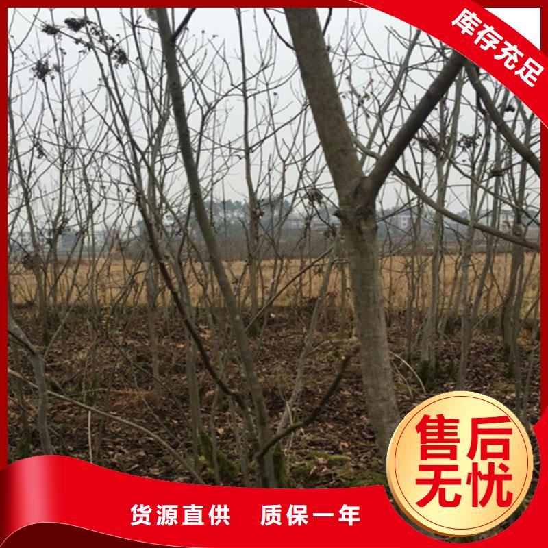 碧根果【梨树苗】市场行情