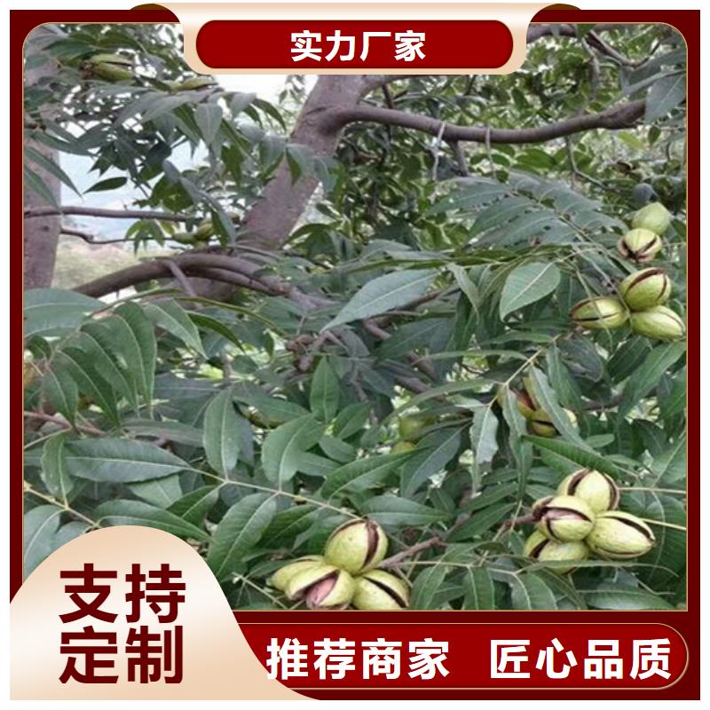 碧根果【猕猴桃苗】严选用料