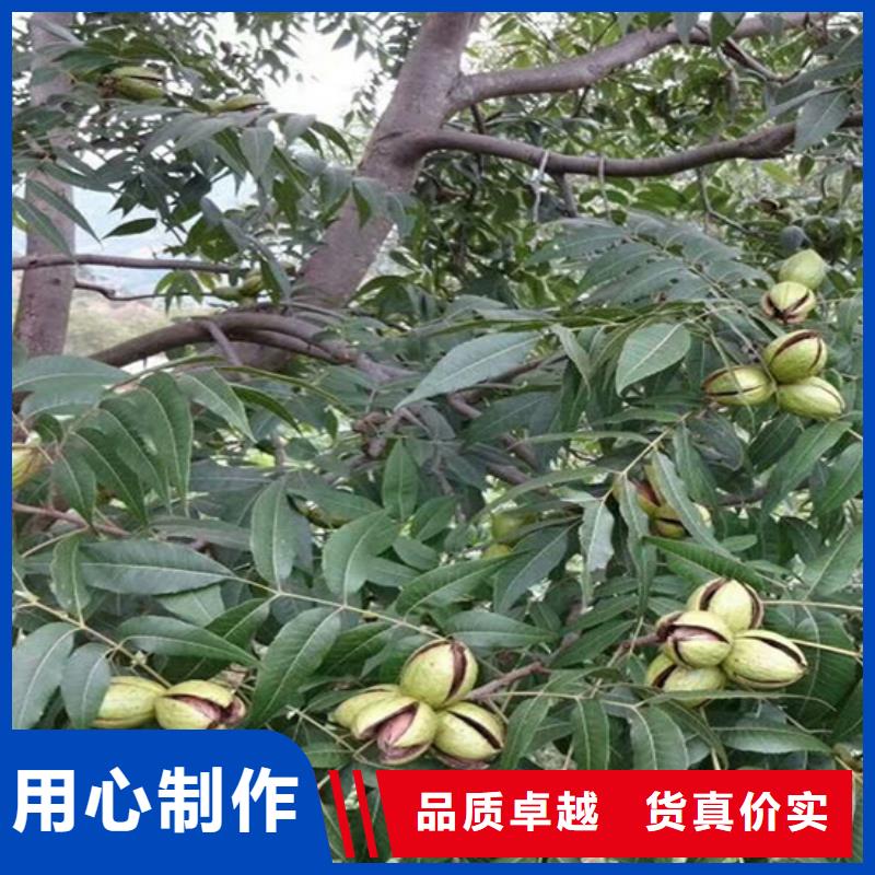 碧根果-樱桃苗从厂家买售后有保障