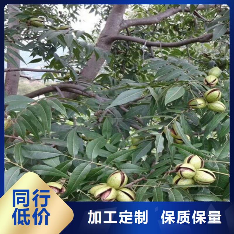 碧根果苹果苗源头厂源头货