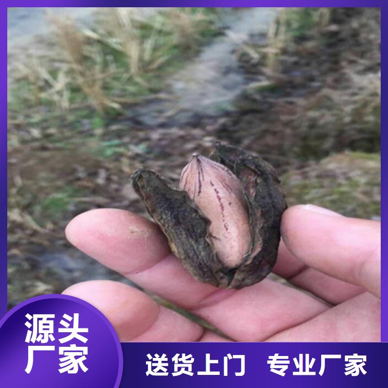 碧根果樱桃苗热销产品