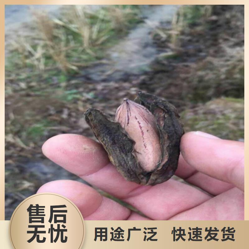 碧根果【梨树苗】市场行情