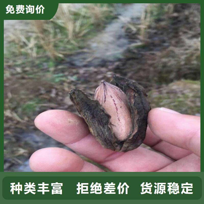 【碧根果】-西瓜苗N年生产经验