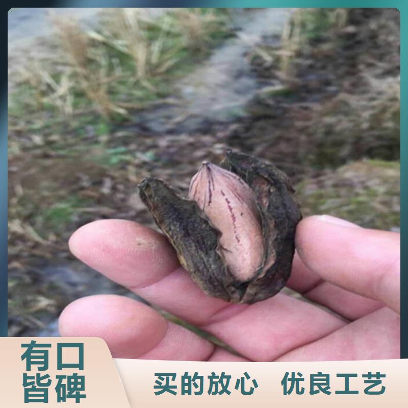 碧根果_西瓜番石榴苗自营品质有保障