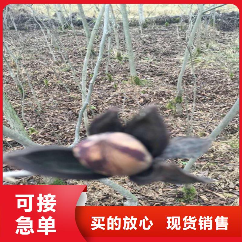 碧根果,【无花果苗】从源头保证品质