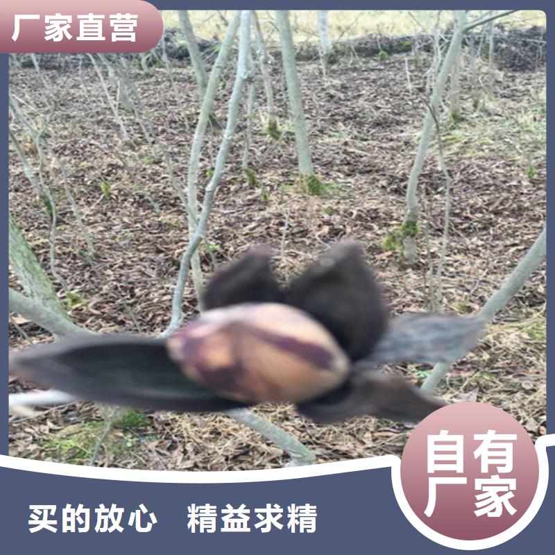 碧根果-樱桃苗从厂家买售后有保障