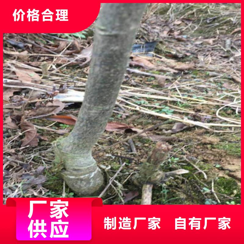 碧根果樱桃苗热销产品