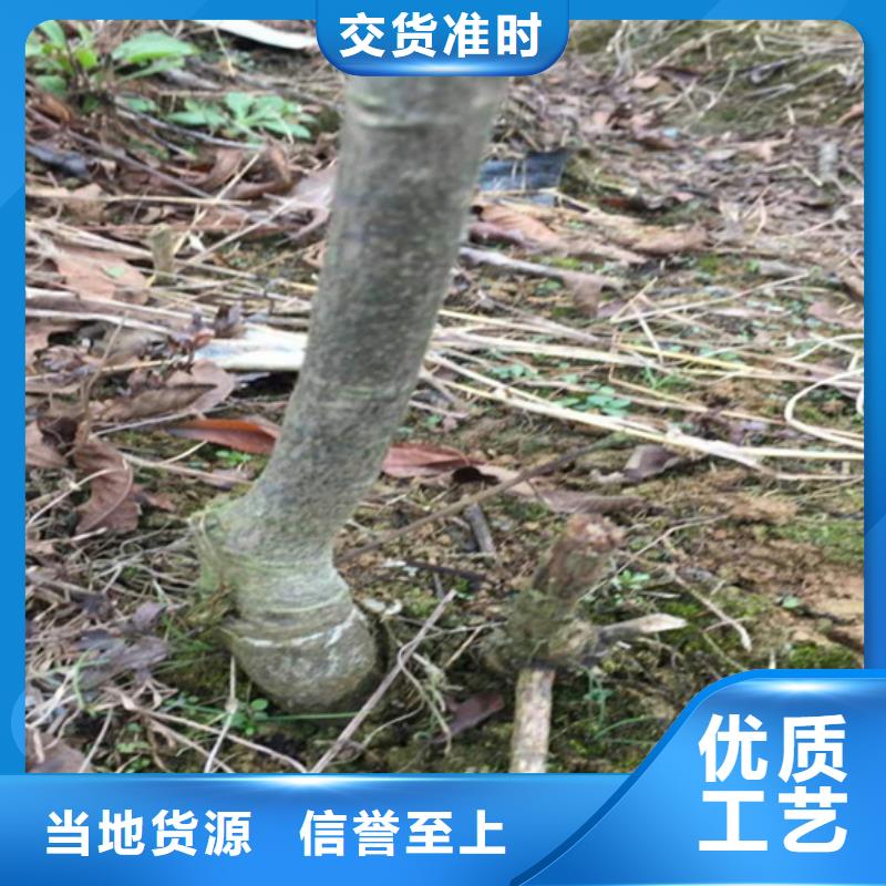 碧根果,【樱桃苗】匠心工艺