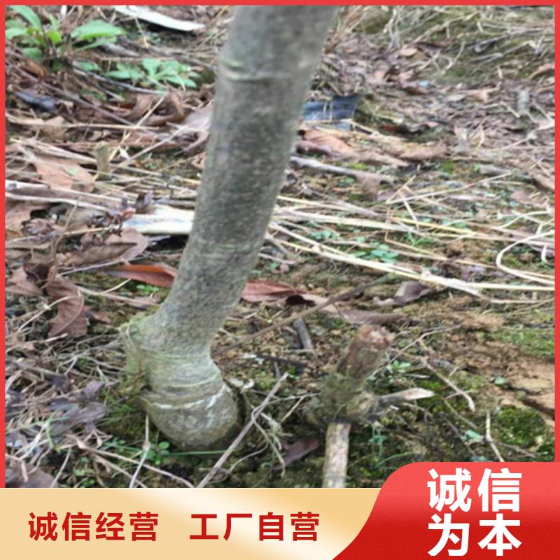 碧根果苹果苗随心所欲定制
