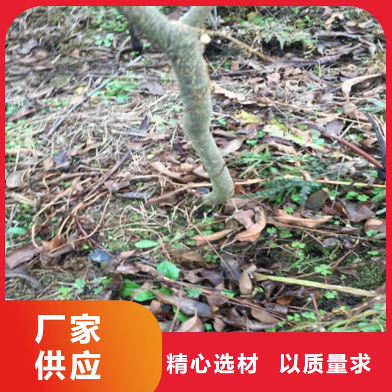 碧根果樱桃苗厂家直销售后完善