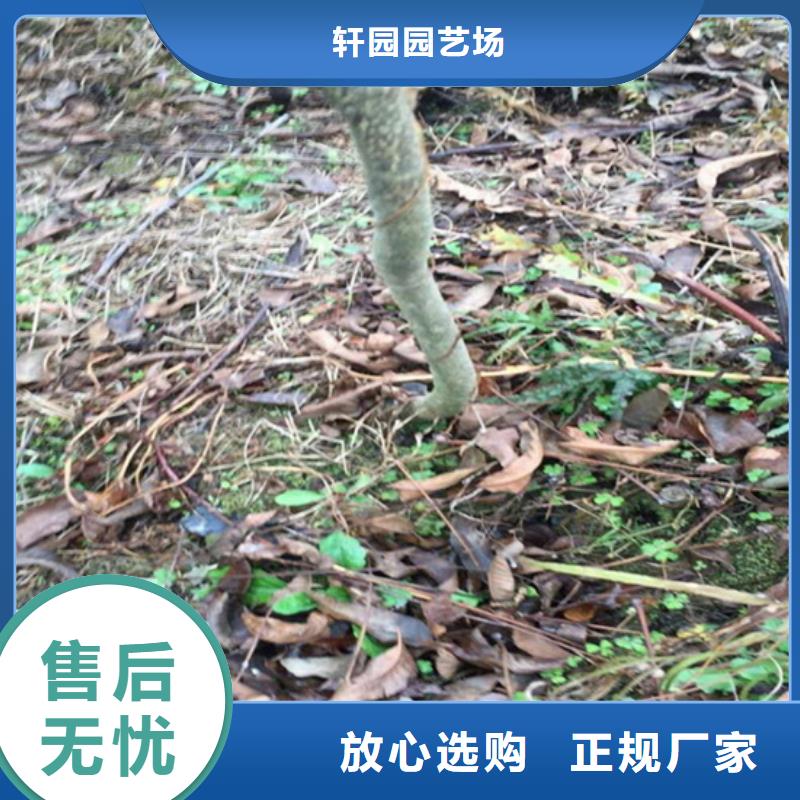 碧根果苹果苗随心所欲定制
