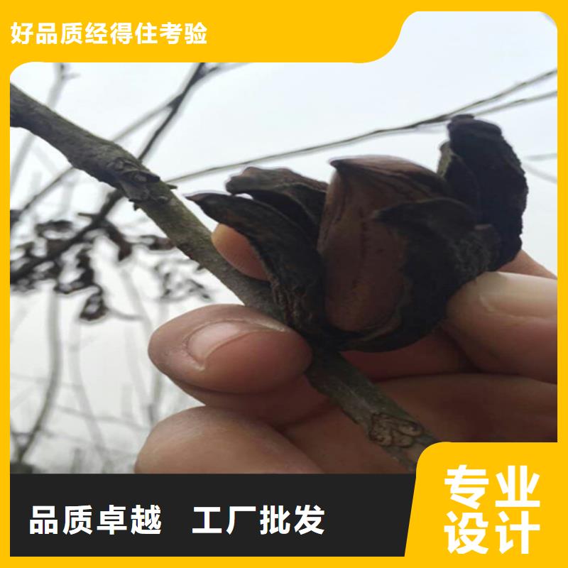 碧根果樱桃苗专业生产品质保证