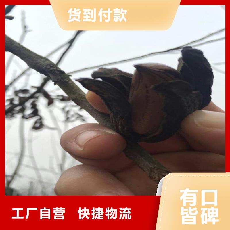 碧根果苹果苗随心所欲定制