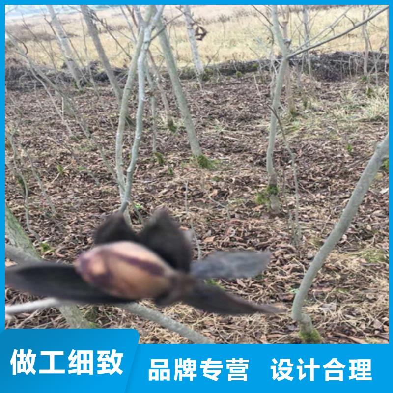碧根果樱桃苗热销产品