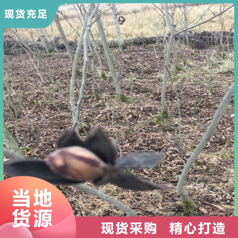 碧根果苹果苗源头厂源头货